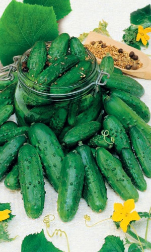 Огурец_Тещино Счастье (корнишон)_12_шт._Уральский Дачник