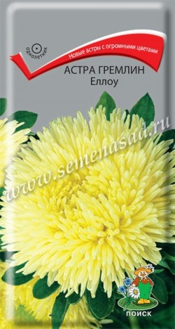 Астра_Гремлин Еллоу (хризантемовидная)_0,3_г._Поиск