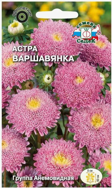 Астра_Варшавянка (анемоновидная, светло-серебристо-розовая)_0,2_г._Седек