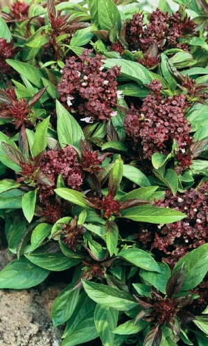 Базилик_Диво дивное_0,2_г._Уральский Дачник