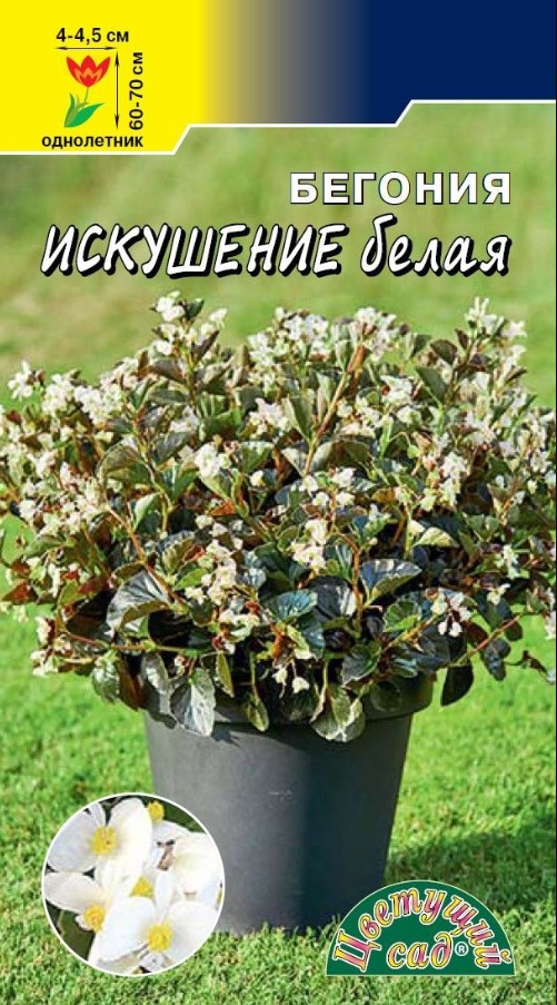 Бегония_Искушение Белая_5_шт._Цветущий Сад