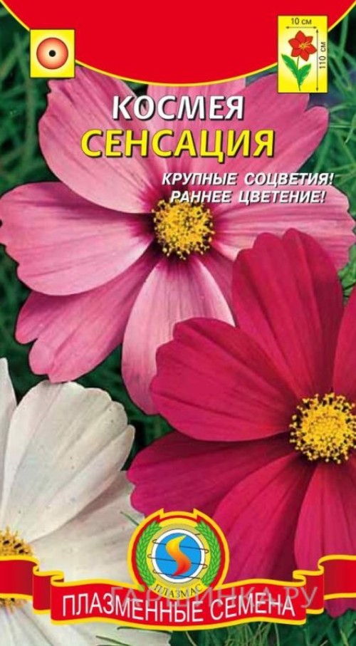 Космея_Сенсация см  Б/П_0,4_г._Плазменные семена