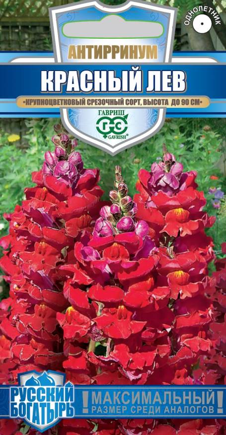 Гелихризум (бессмертник)_Низкорослая см_0,1_г._Поиск