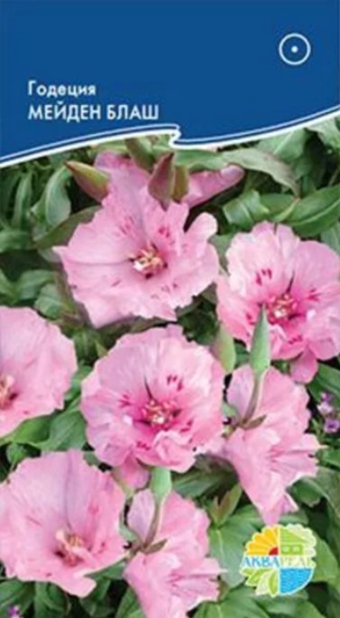 Годеция_Мейден Блаш_0,1_г._Акварель