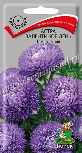 Астра_Валентинов день Темно-синяя (пионовидная)_0,2_г._Поиск