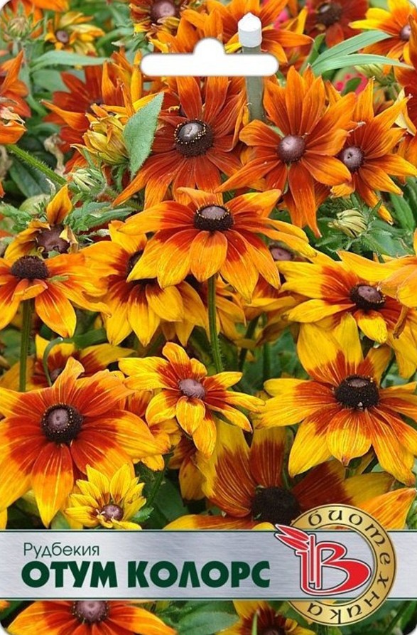 Рудбекия_Отум Колорс_15_шт._Биотехника