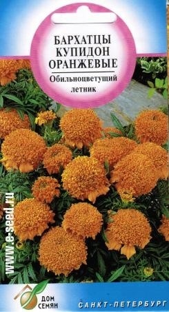 Бархатцы (тагетис)_Купидон оранж_70_шт._Дом Семян С-П