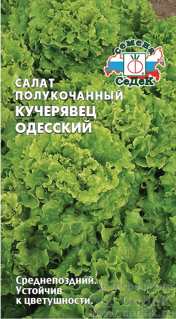 Салат_Кучерявец Одесский (п/кочан)_0,5_г._Седек