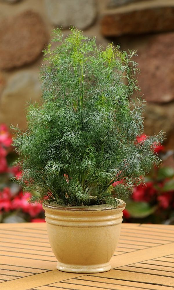 Укроп_Кураж кустовой_1,5_г._Уральский Дачник