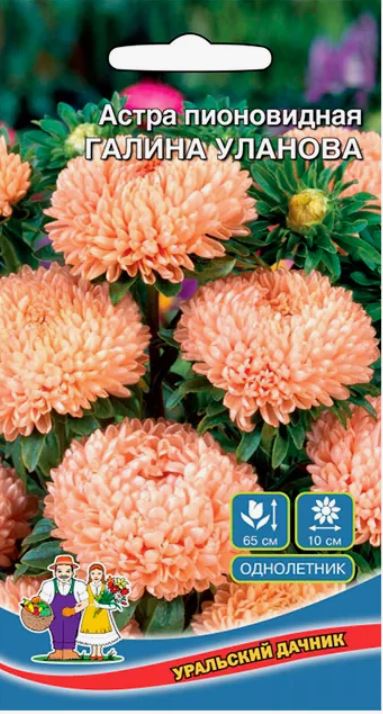 Астра_Галина Уланова (пионовидная)_0,2_г._Уральский Дачник