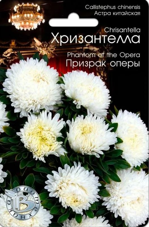 Астра_Хризантелла Призрак оперы_0,04_шт._Биотехника