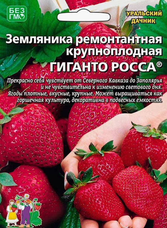 Земляника_Гиганто Росса (кл) б/ф_10_шт._Уральский Дачник