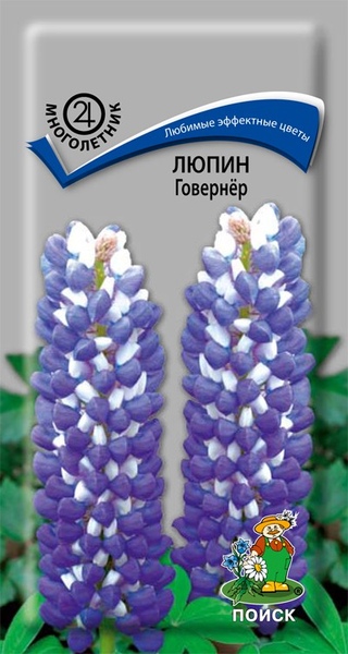 Люпин_Говернёр_1_г._Поиск