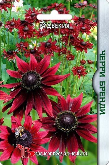 Рудбекия_Черри Бренди_0,04_шт._Биотехника