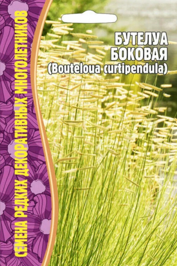Бутелуа_Боковая (злак) б/ф_0,1_г._Григорьев