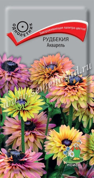 Рудбекия_Акварель_10_шт._Поиск