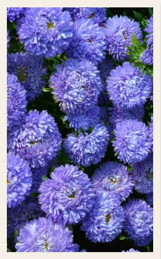 Астра_Букетная темно-голубая (пионовидная)_0,2_г._Уральский Дачник