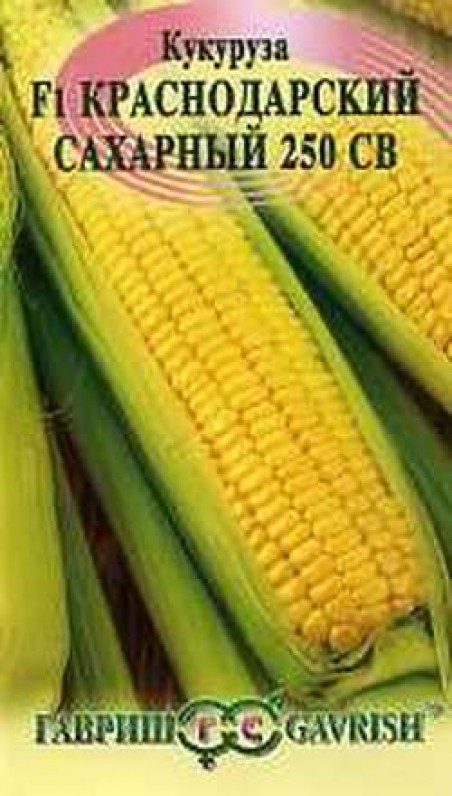 Кукуруза_Краснодарская сахарн F1_5_г._Гавриш