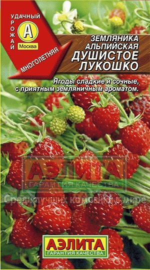 Земляника_Душистое лукошко альпийская_0_г._Аэлита