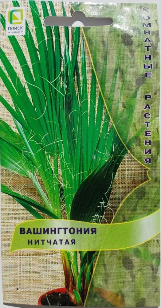 Пальма_Вашингтония нитчатая_3_шт._Поиск