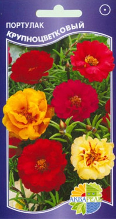 Портулак_Крупноцветковый Красный_0,1_г._Акварель