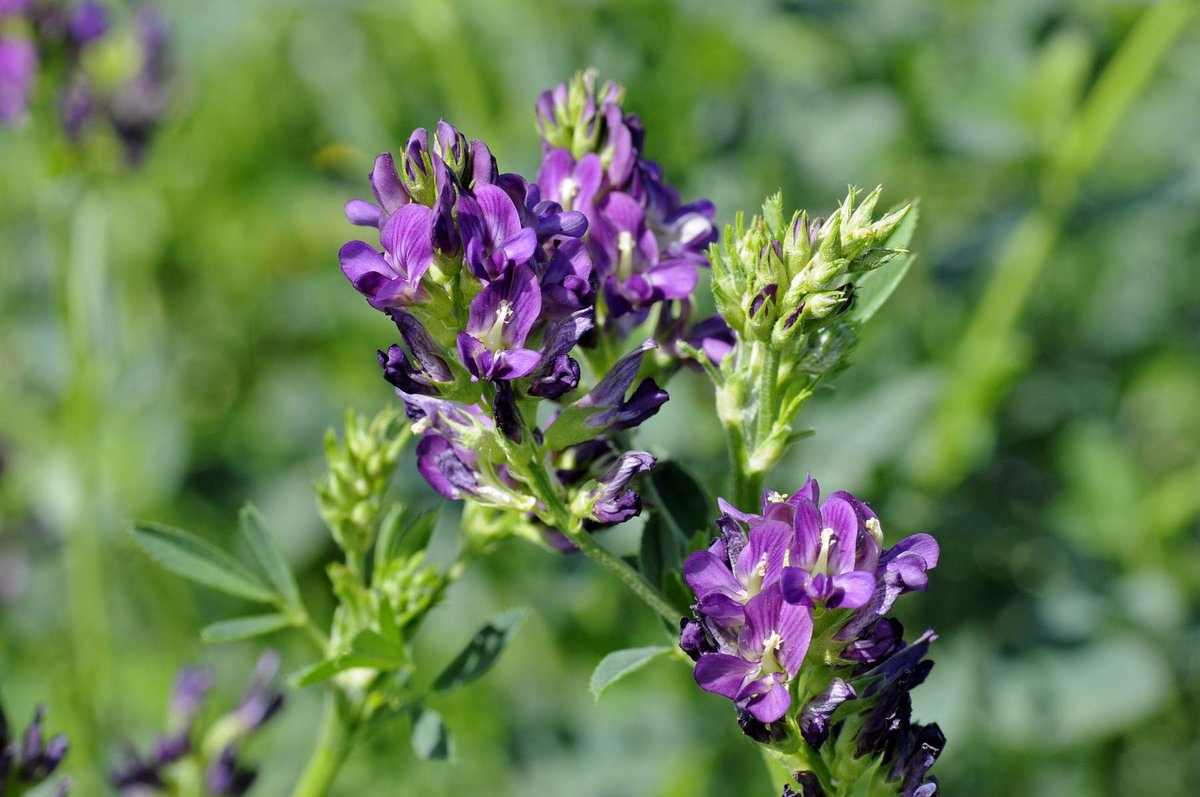 Люцерна ( вес.) кг