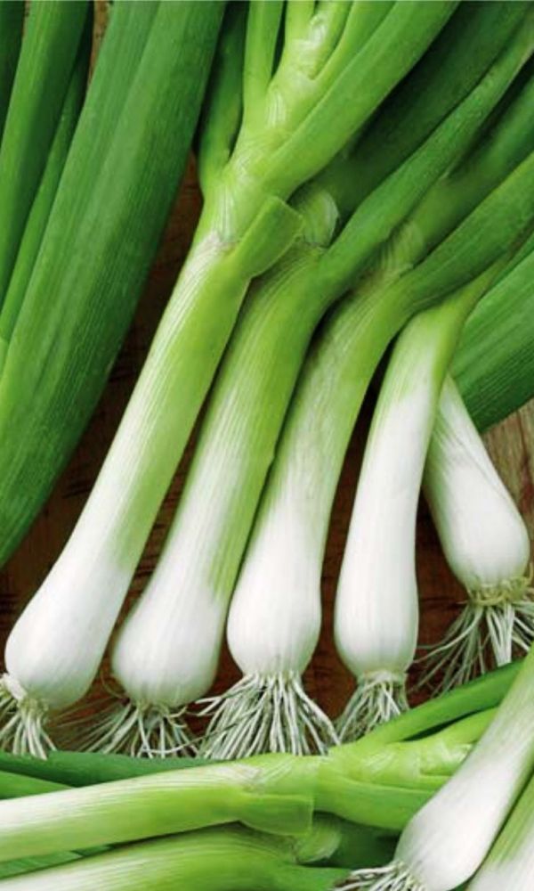 Лук_Нежность (батун многолетний)_0,3_г._Уральский Дачник