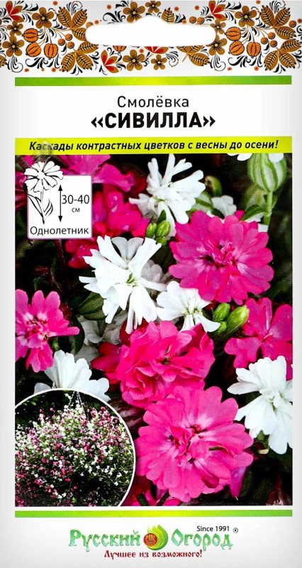 Смолевка (силена)_Сивилла_10_шт._НК