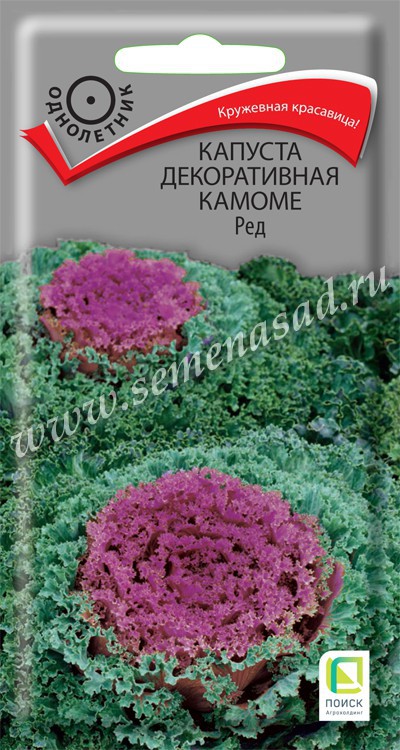 Капуста_декоративная_Камоме Ред_10_шт._Поиск