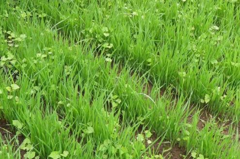 Смесь сидератов для КАРТОФЕЛЯ 5 кг