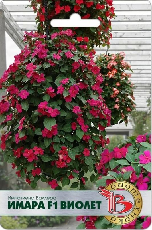 Бальзамин_Валлера Имара F1 Виолет_0,04_шт._Биотехника