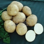 Картофель_Лидер_0_г._Седек