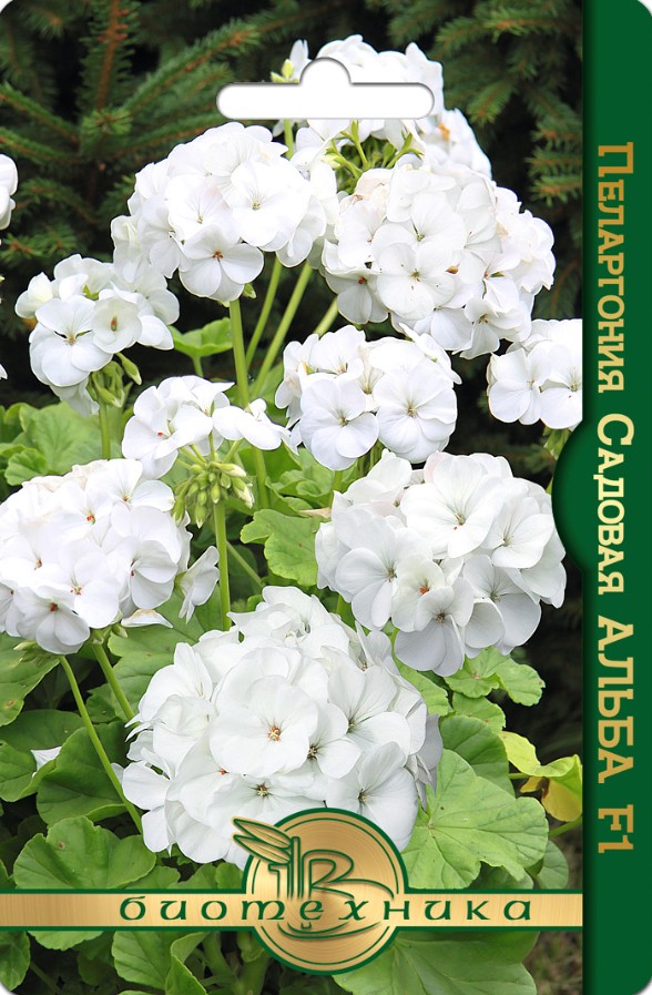Герань (Пеларгония)_Альба F1 садовая_5_шт._Биотехника