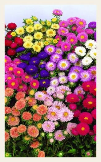 Астра_Волшебный Букет см (матсумото)_0,2_г._Уральский Дачник