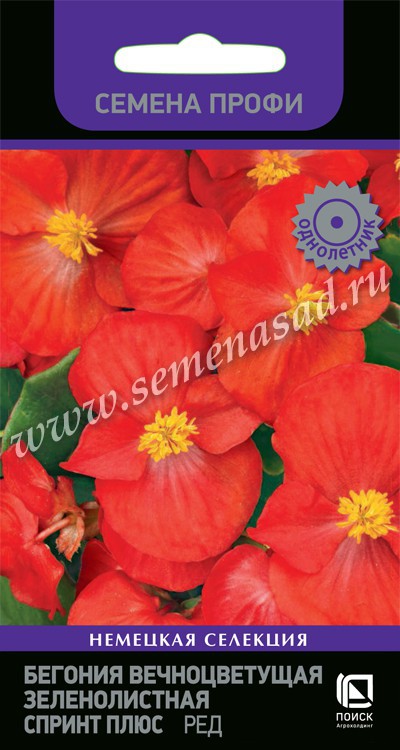 Бегония_Спринт плюс Ред (вечноцв)_15_шт._Поиск