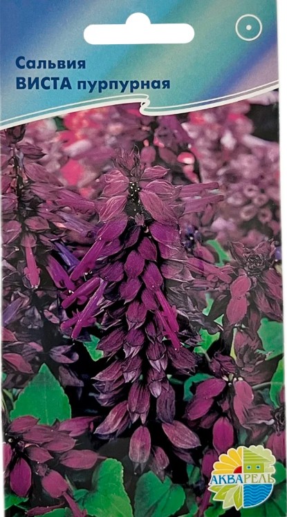 Сальвия (шалфей)_Виста пурпурная (виста пурпл)_7_шт._Акварель