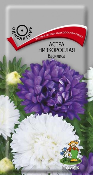 Астра_Василиса (низкорослая)_0,2_г._Поиск
