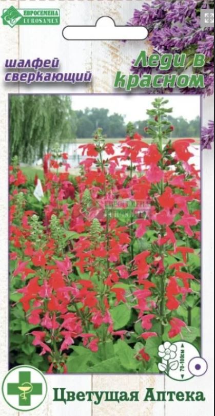 Сальвия (шалфей)_Леди в Красном (Цветущая Аптека)_0,04_г._ЕВРОСЕМЕНА