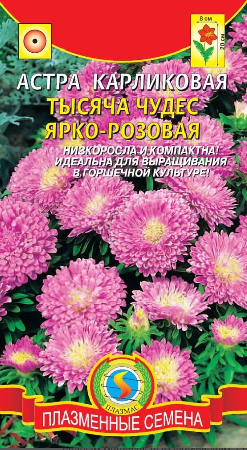 Астра_Ярко-Розовая карликовая (низкорослая Тысяча чудес)_0,04_г._Плазменные семена