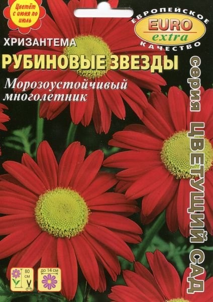 Хризантема_Рубиновые звезды_0,1_г._Аэлита Э