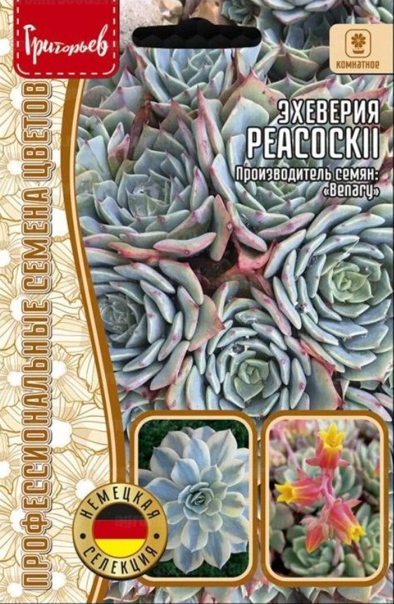 Эхеверия (толстянка)_Пекокка (Peacockii) б/ф_20_шт._Григорьев