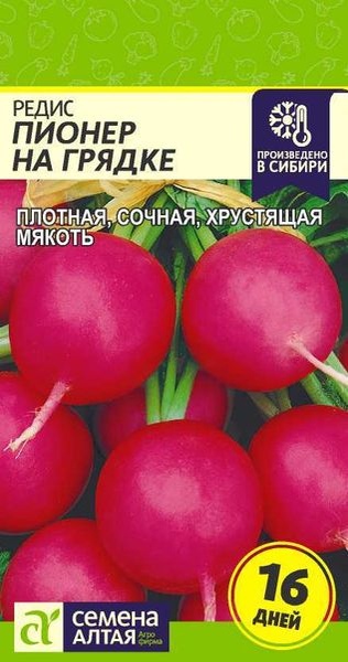Редис_Пионер на грядке (16 дней)_2_г._Семена Алтая