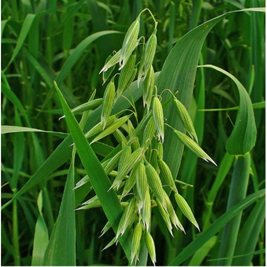 Овес ( вес.) кг