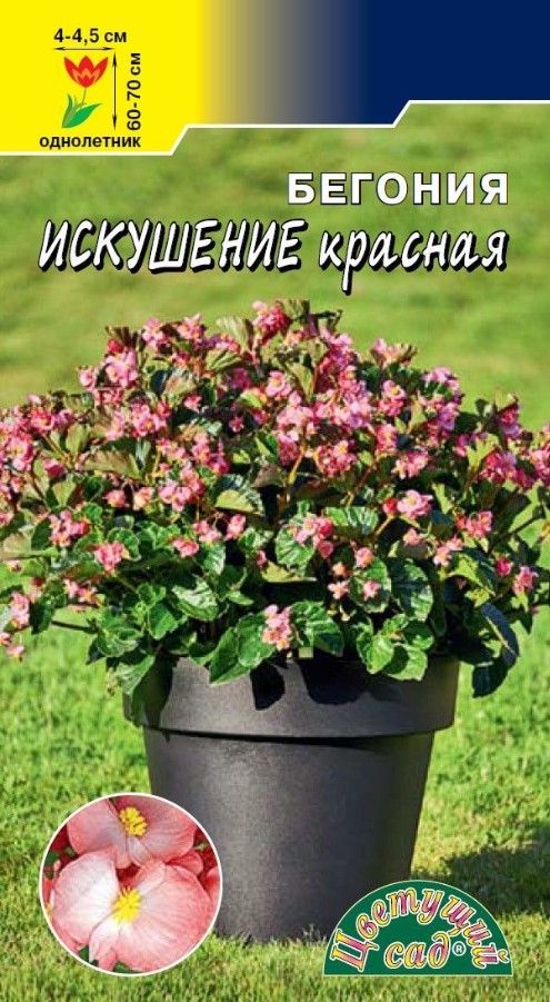 Бегония_Искушение Красная см_5_шт._Цветущий Сад