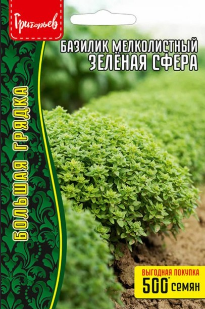 Базилик_Зеленая сфера (мелколистный) б/ф_1_г._Григорьев