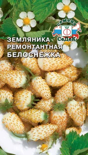 Земляника_Белоснежка_0_г._Седек