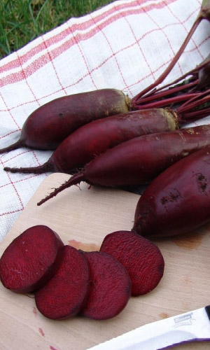 Свекла_Кураж F1 цилиндр_2_г._Уральский Дачник