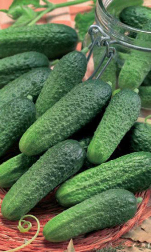 Огурец_Соли Сам_12_шт._Уральский Дачник