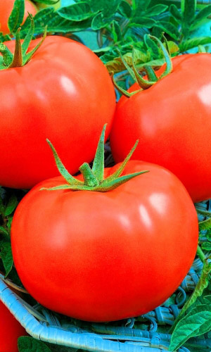 Томат_Славянский Шедевр_0,1_г._Уральский Дачник