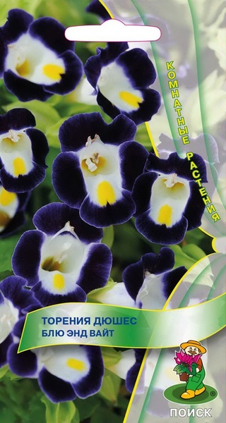 Торения_Дюшес блю энд вайт_10_шт._Поиск